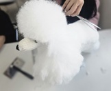 <9주차>반려견기초미용