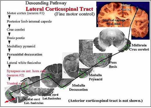 lateral corticospinal tract